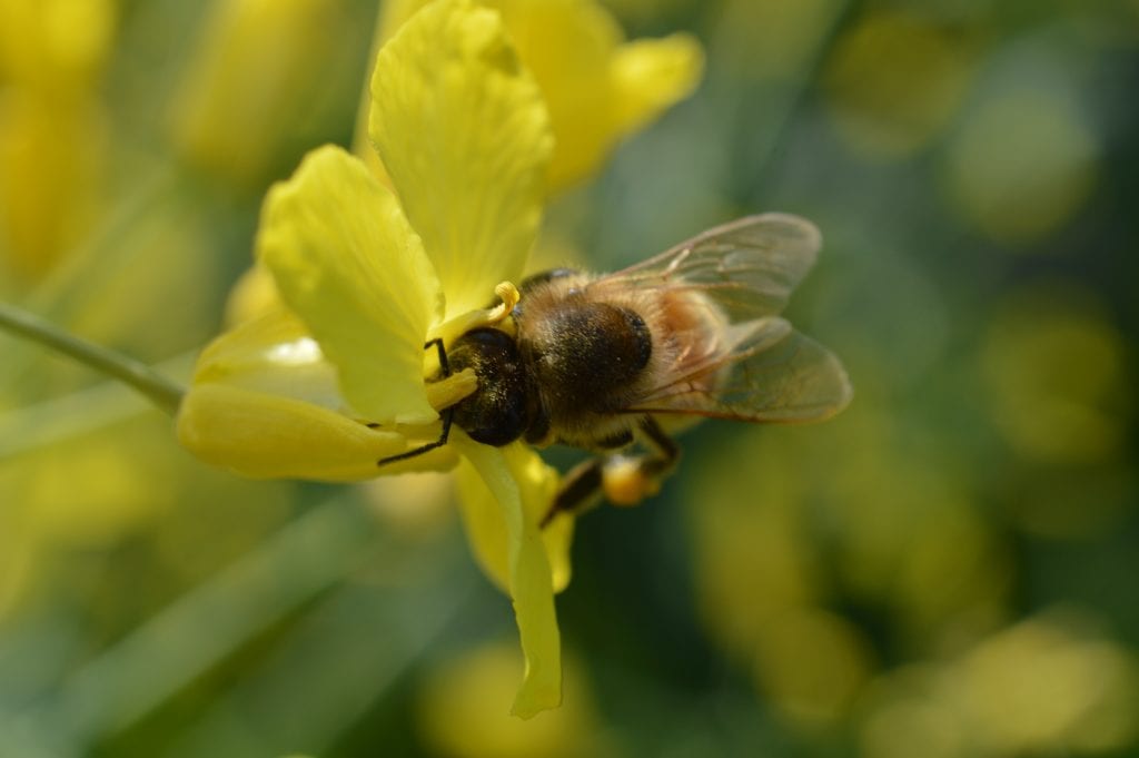 honeybees