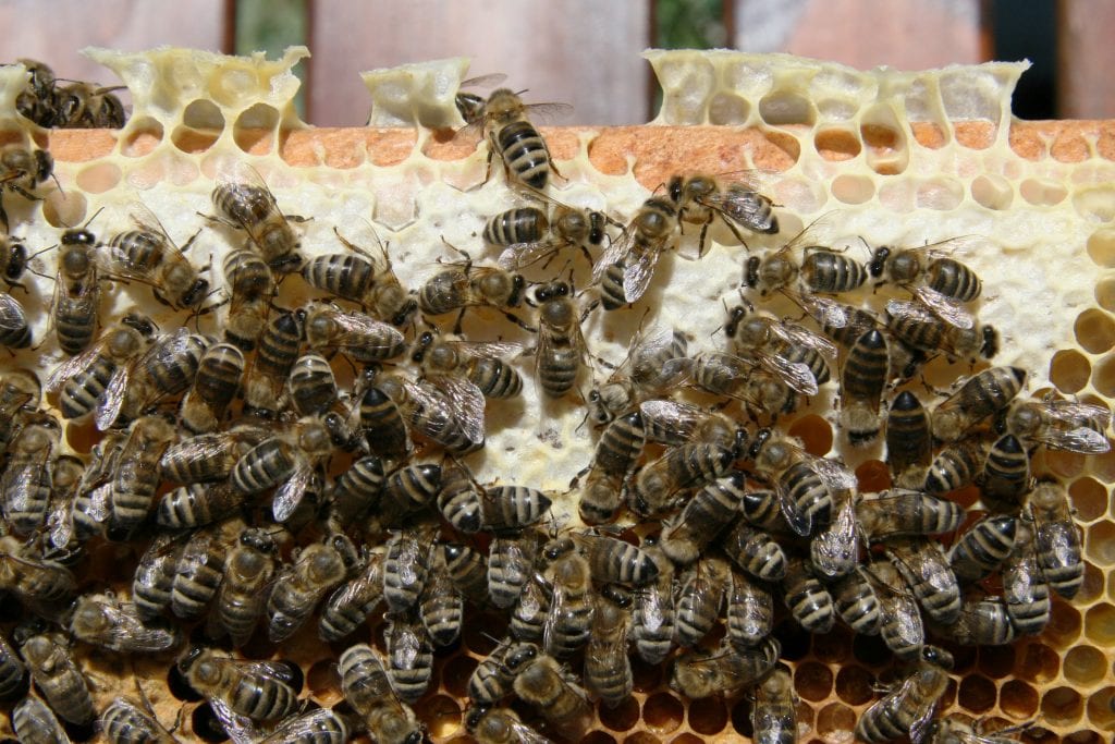 honeybees