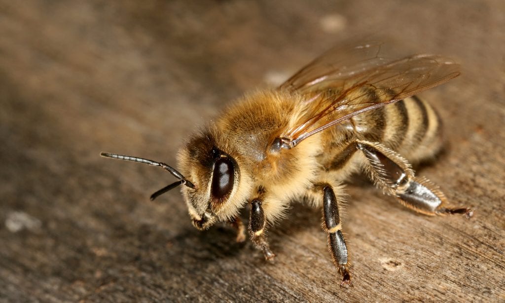 honeybees