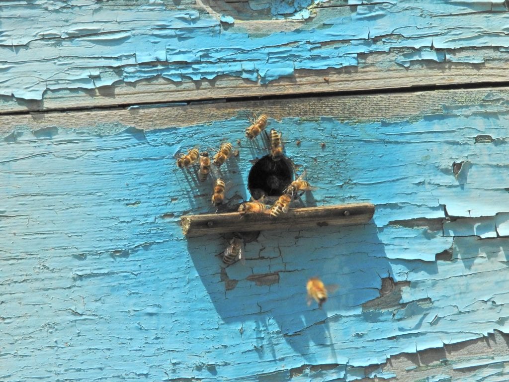honeybees