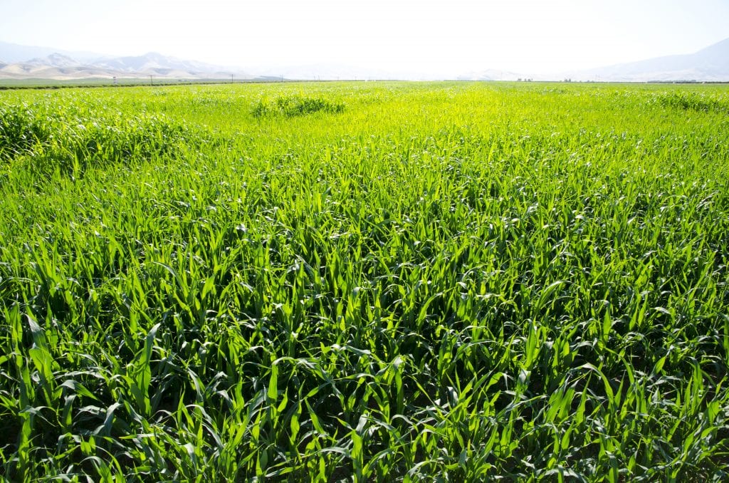 crops