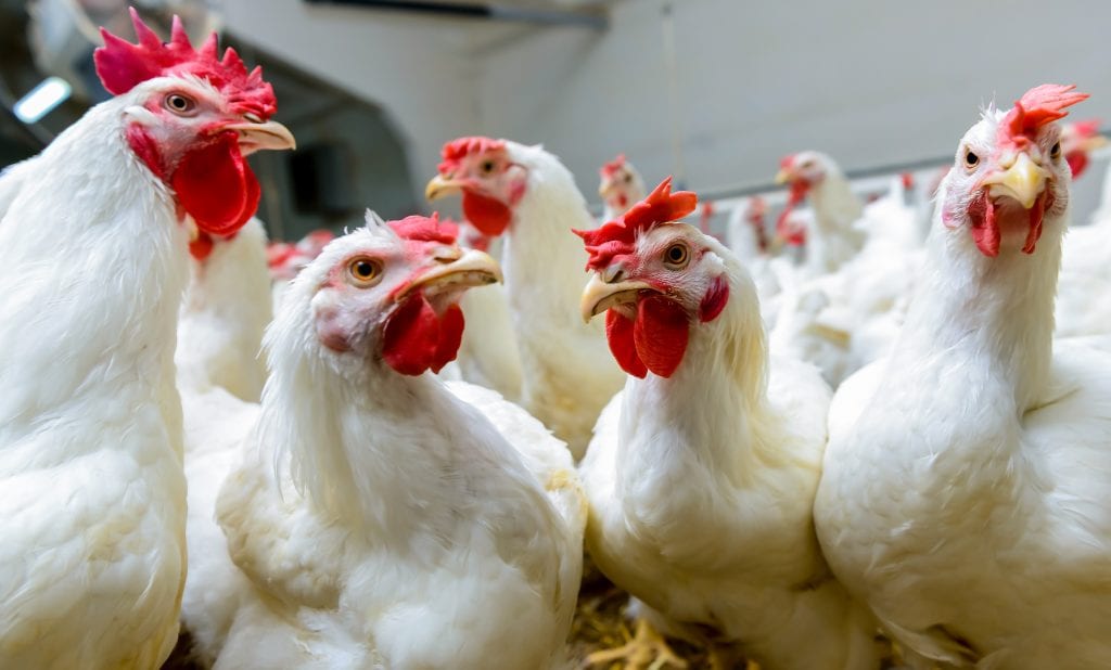 poultry