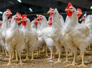 U.S. Poultry Companies