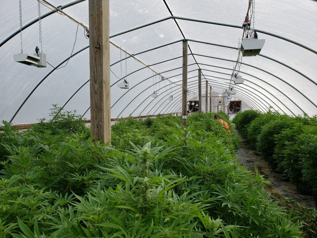organic