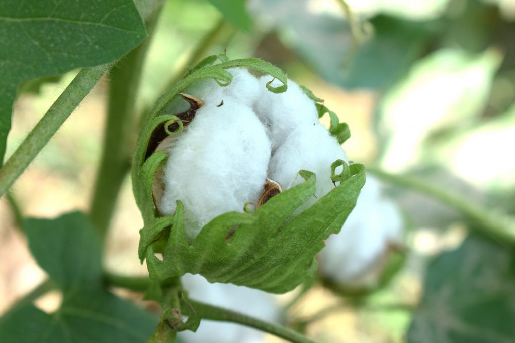 cotton