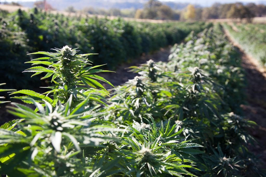 cannabis industry