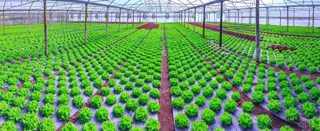 farmers