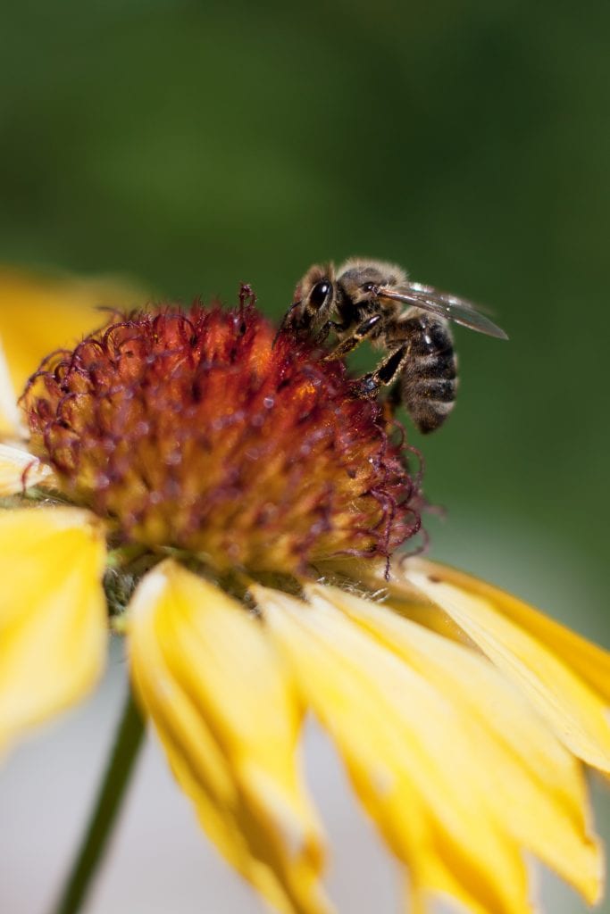 honeybees