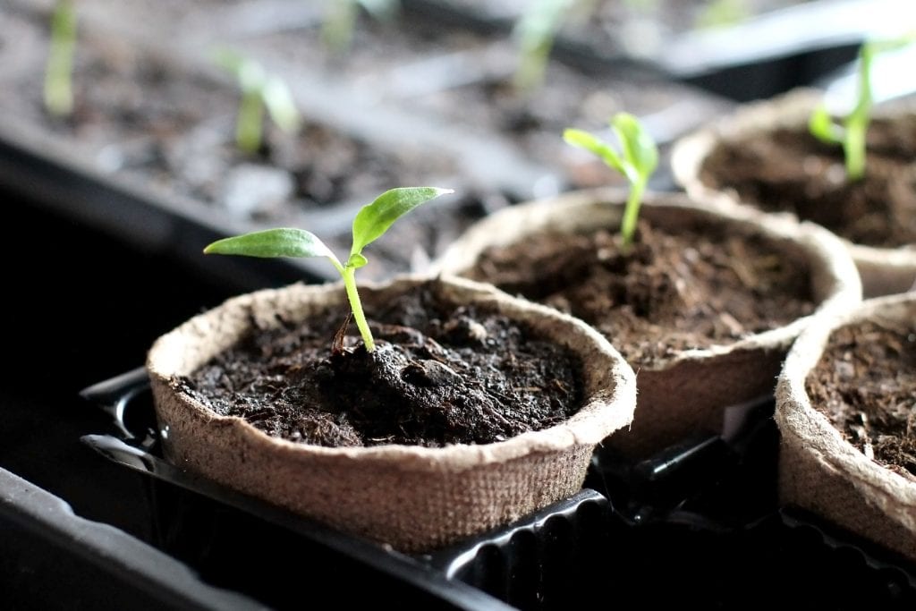 germinate seeds