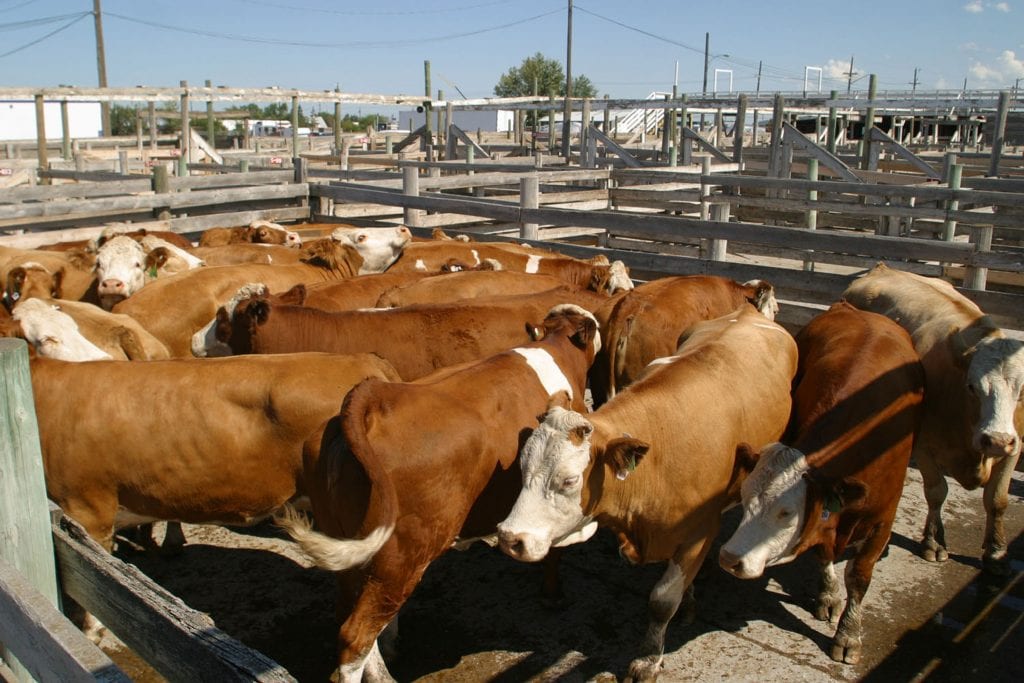 cattle