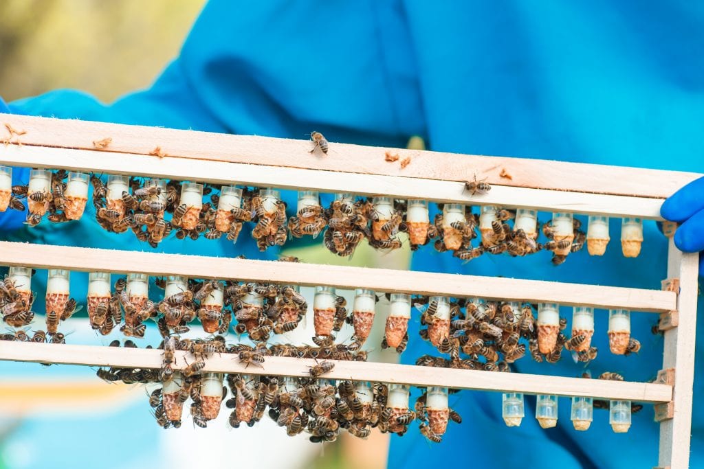 queen bees