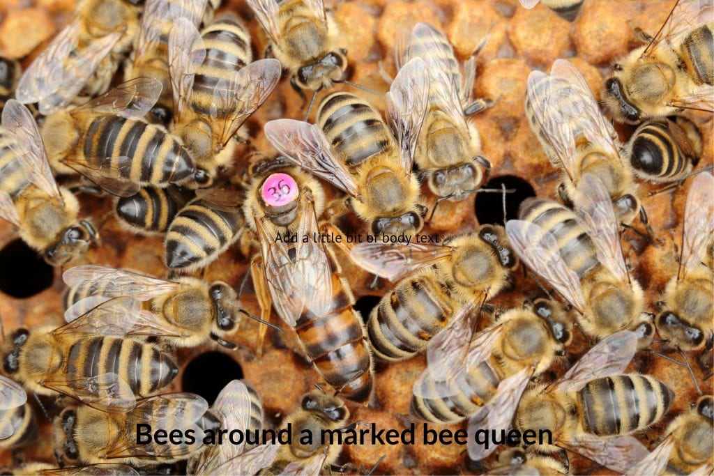 queen bees
