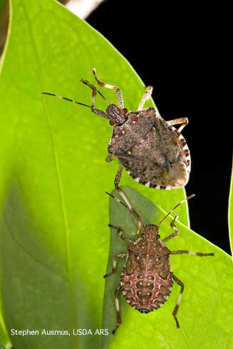 stink bug