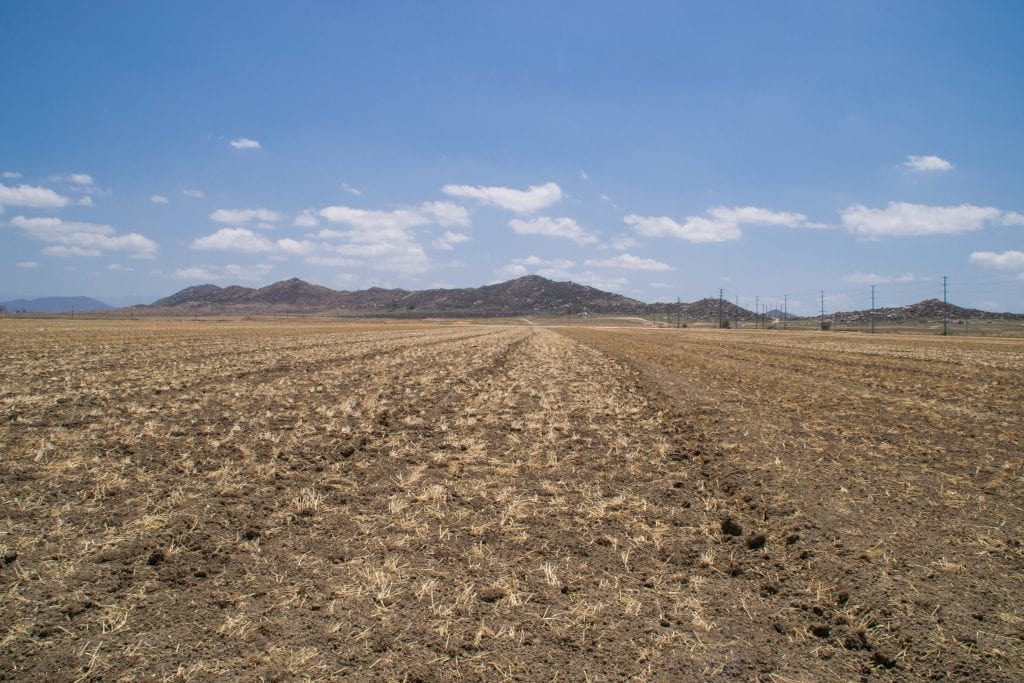 crops