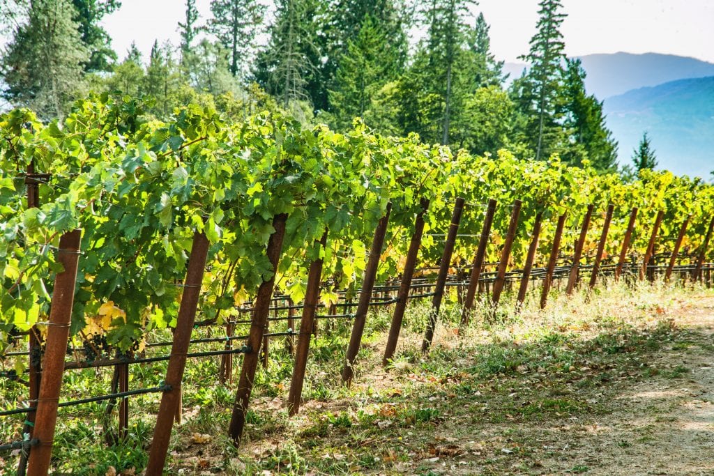 grape diseases - miravis prime