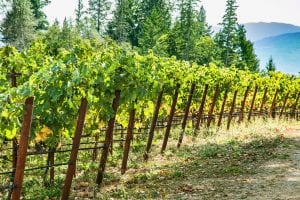 Sudden Vine Collapse