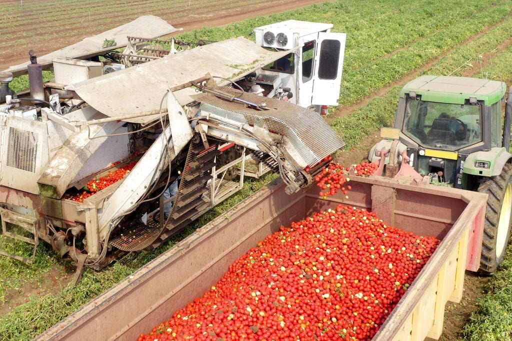 fresh tomatoes