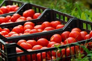 Tomato Suspension Agreement 