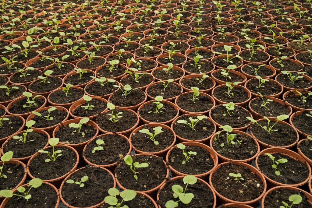 germinate seeds