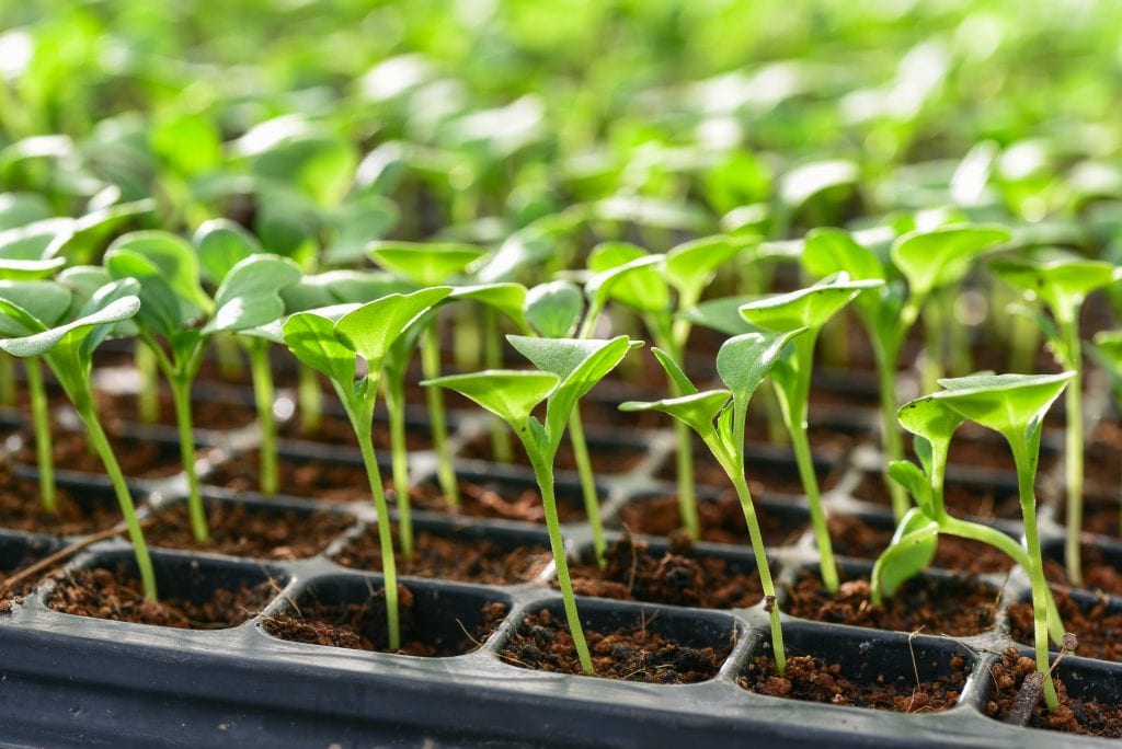 germinate seeds