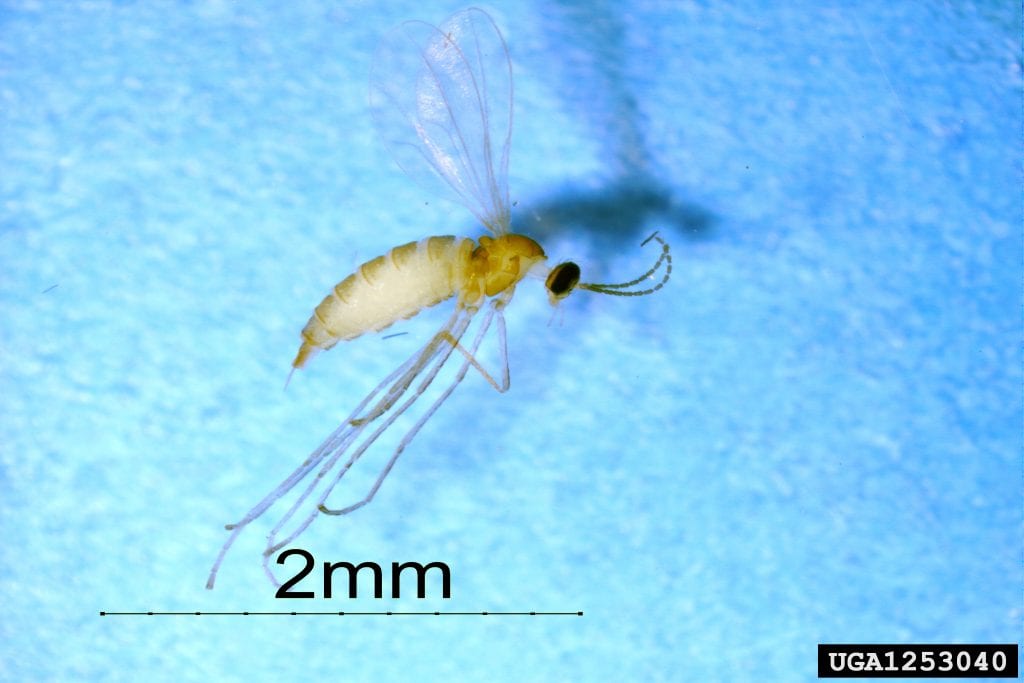 insects