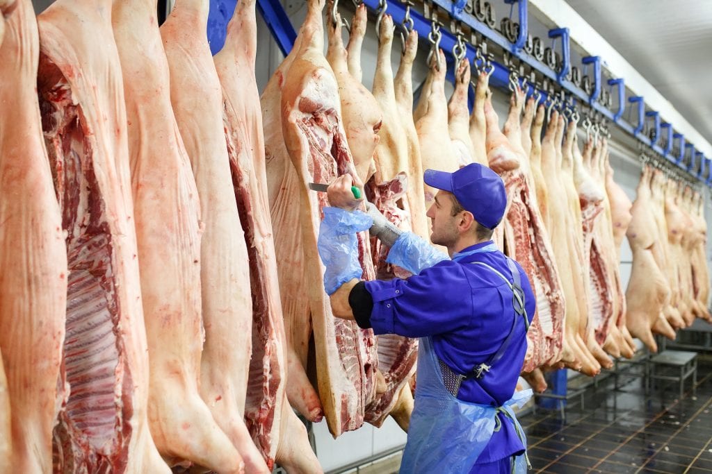 swine slaughter