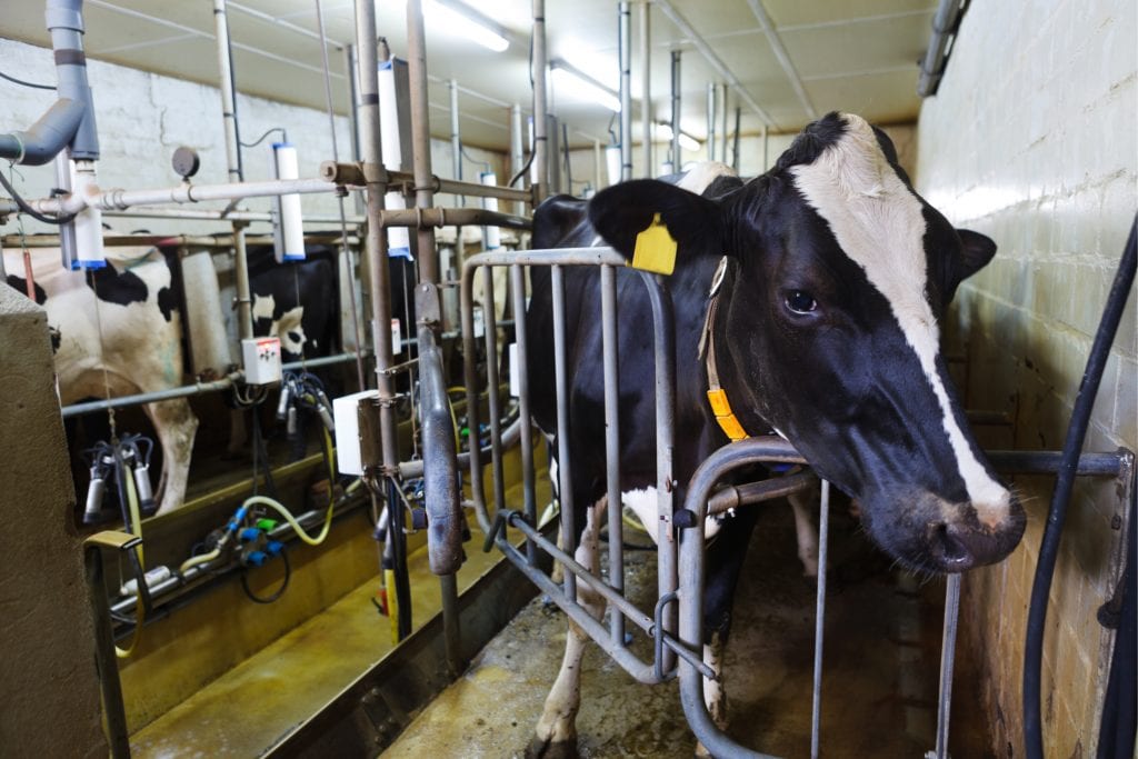 dairy margin coverage