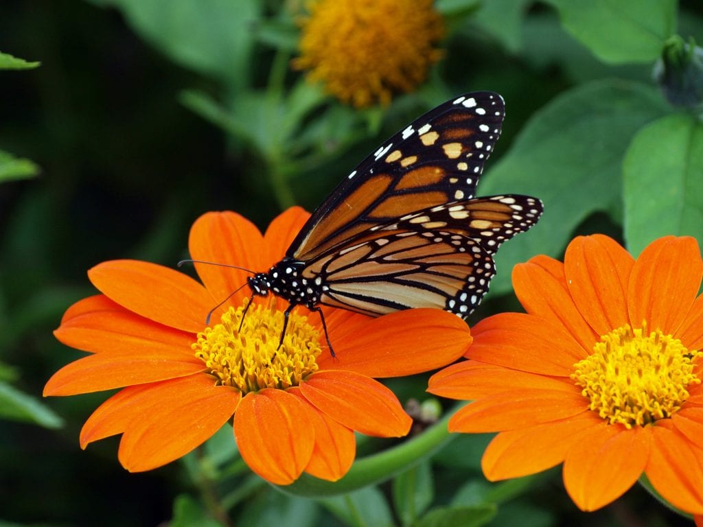 mexican sunflowers