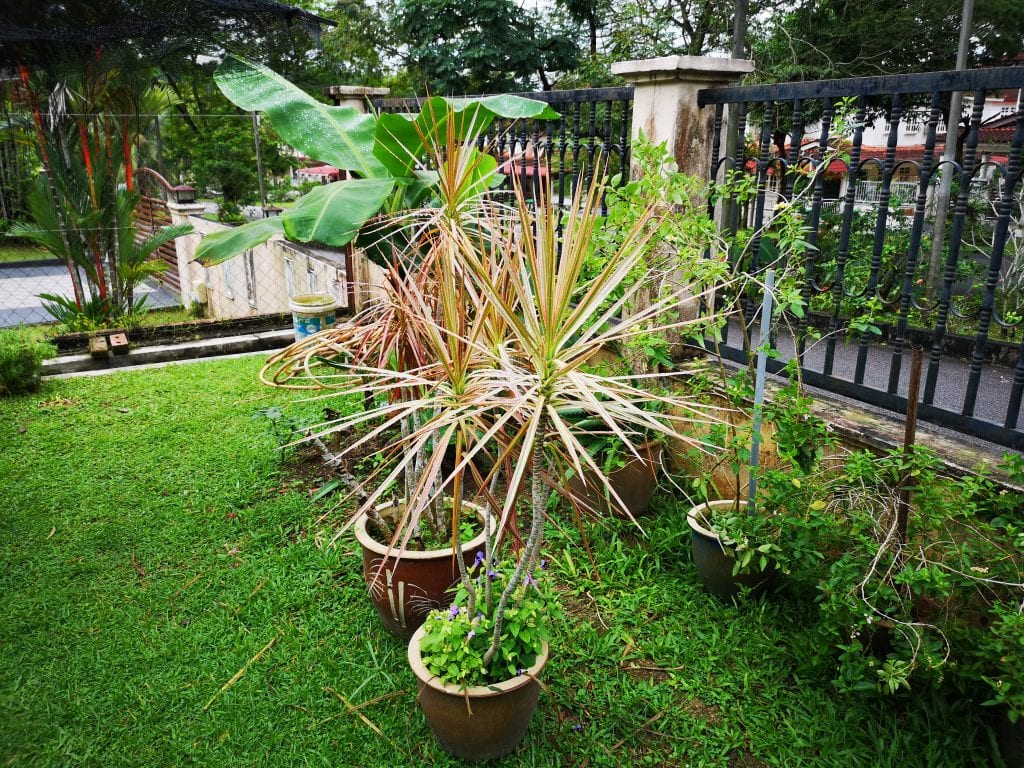Madagascar Dragon Tree