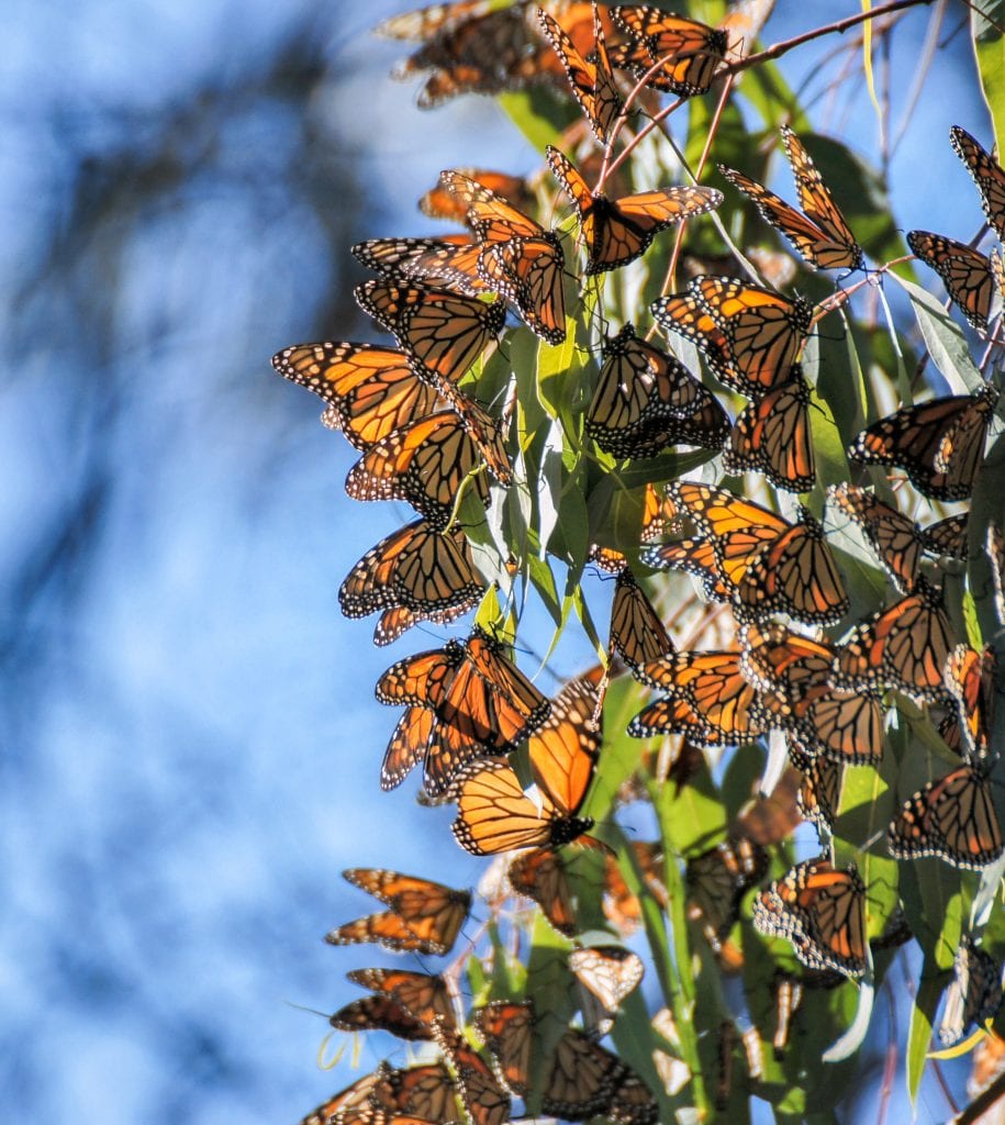 monarch