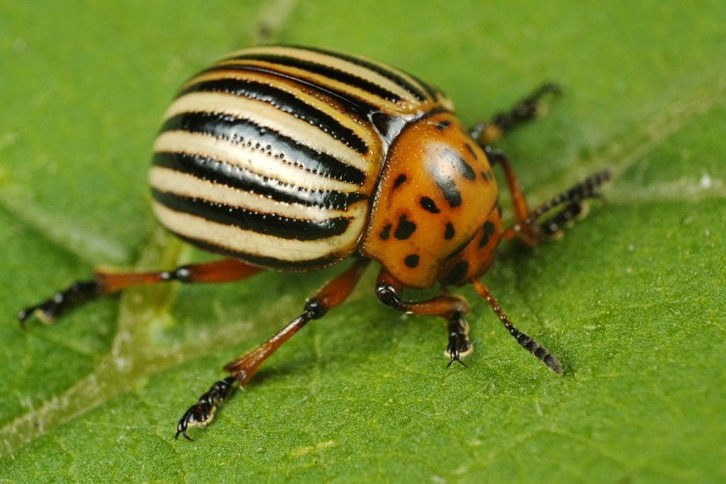 how-to-rid-your-garden-of-potato-bugs