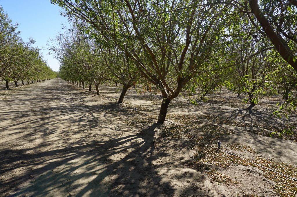 Yara Incubator Farm Trees