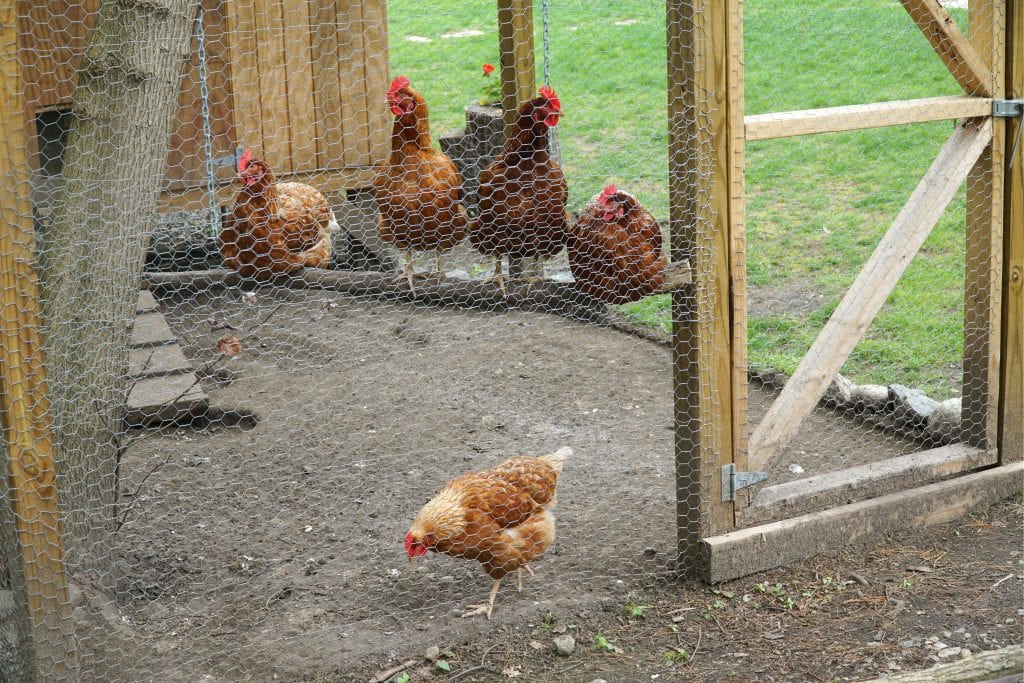 chicken bullying