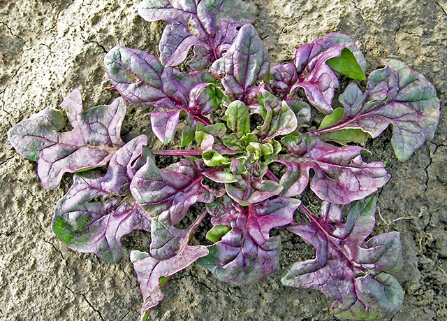 red spinach variety