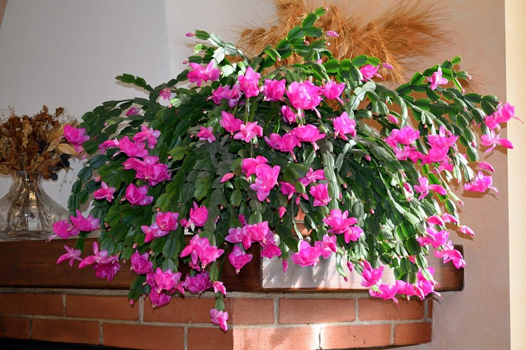 christmas cactus