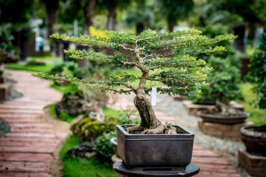 growing bonsai