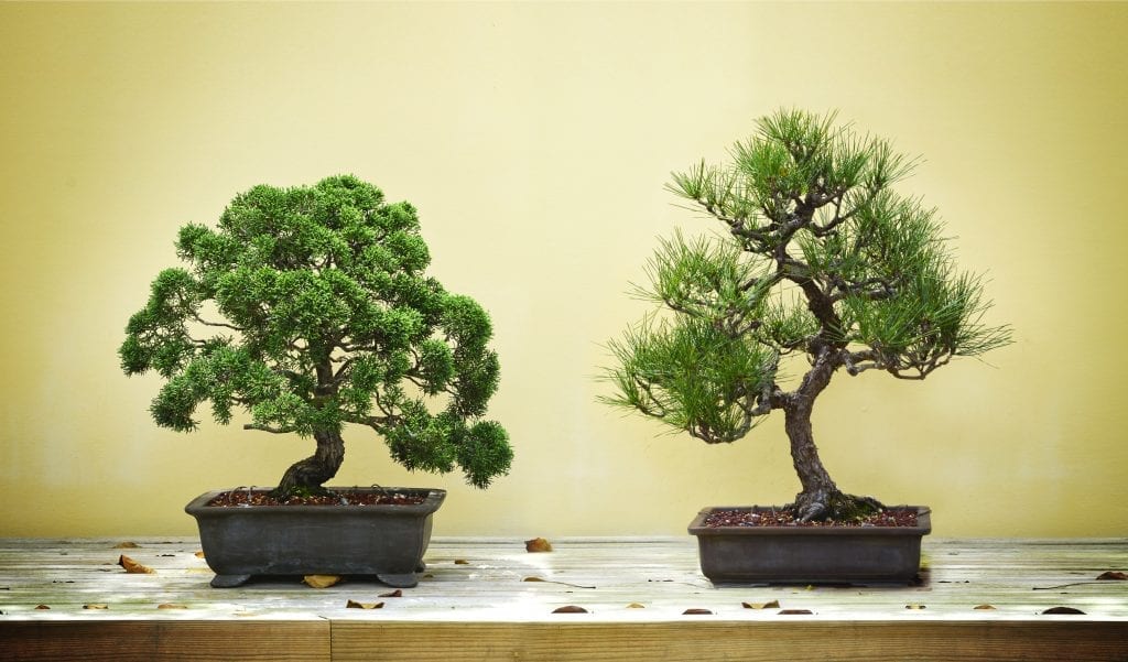 bonsai trees