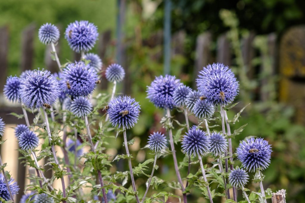 Adding Under-used Perennials To Your Garden