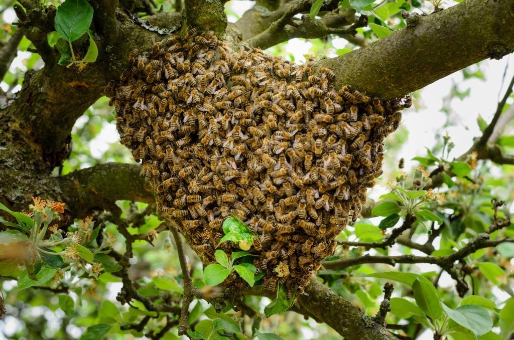 swarm