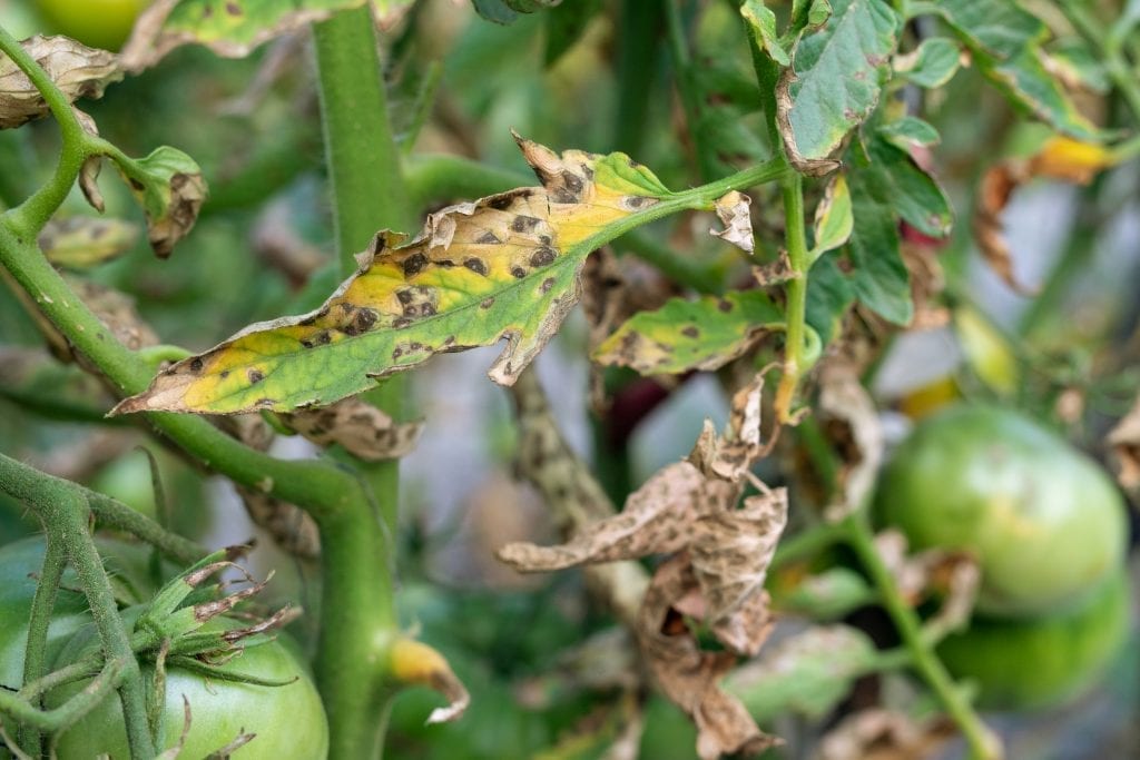 bacterial garden blight