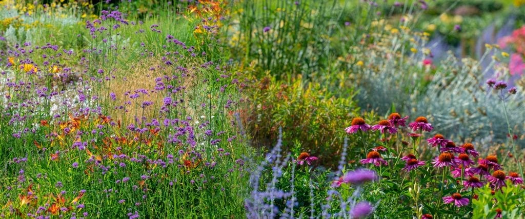 perennial garden