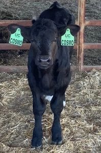 CRISPR calf 