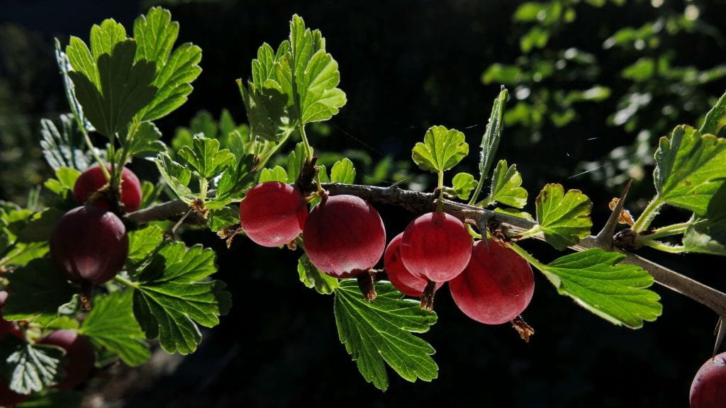 gooseberries