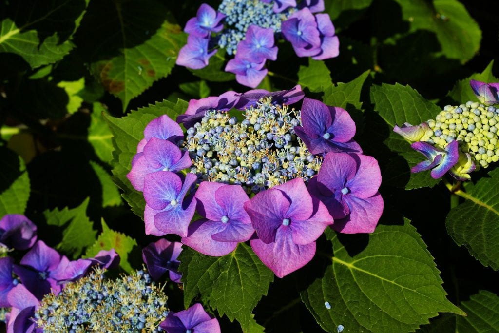hydrangea
