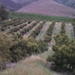 California agriculture update