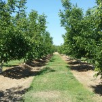 California walnut growers