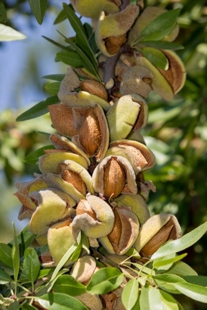 California Almond Hull Split