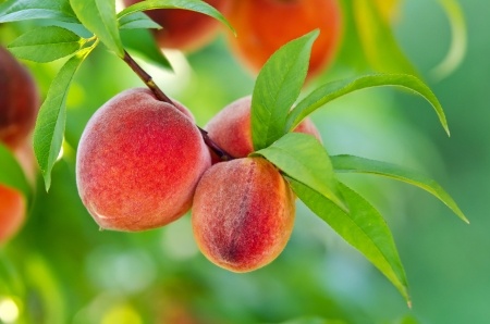peach crop