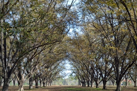 Pecan Orchard