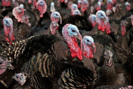 turkey farmers
